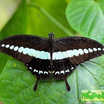 Papilio demolion