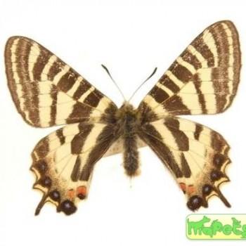 Luehdorfia chinensis