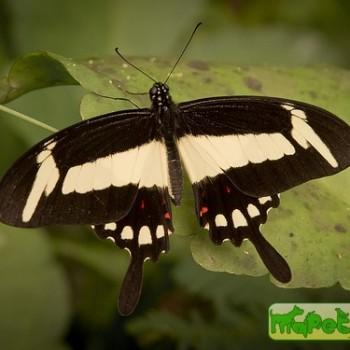 Papilio torquatus