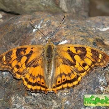 Apatura laverna
