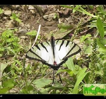 Graphium agetes