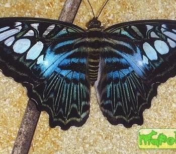 Parthenos sylvia
