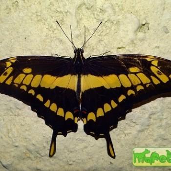 Papilio paeon