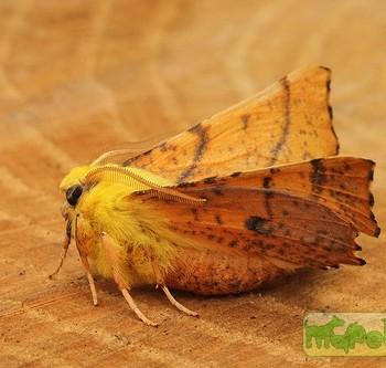 Ennomos alniaria (Пяденица ольховая)