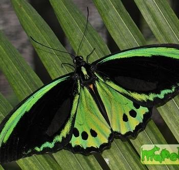 Ornithoptera euphorion