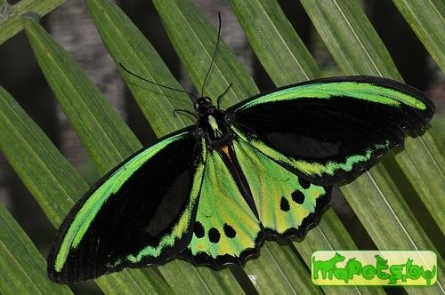 Ornithoptera euphorion