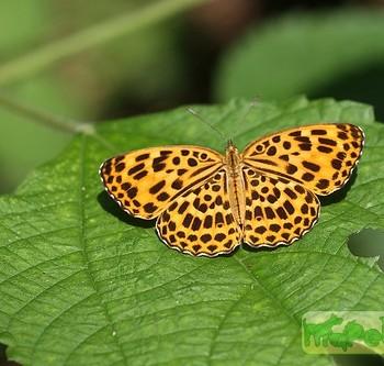 Timelaea maculata