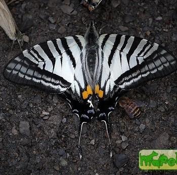 Graphium eurous
