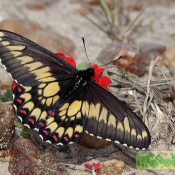 Euryades corethrus