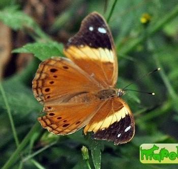 Asterocampa idyja