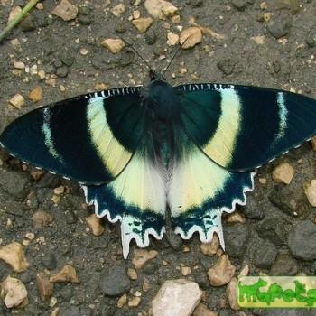 Papilio laglaizei