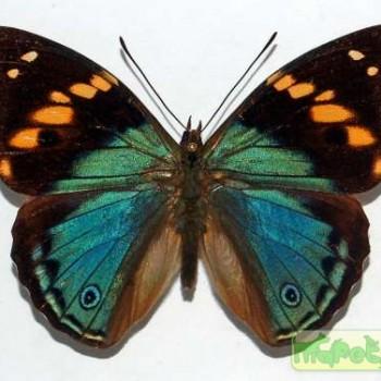 Apaturina erminea