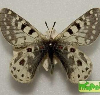 Parnassius acco