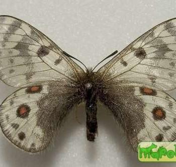 Parnassius acdestis