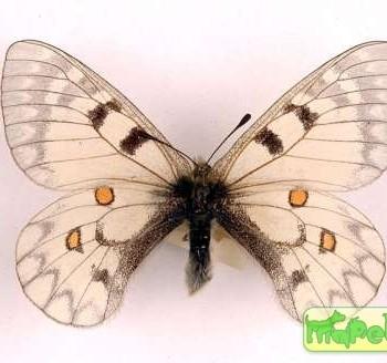 Parnassius ariadne
