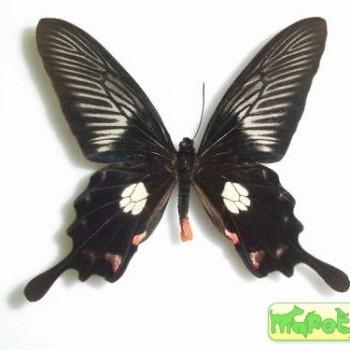 Pachliopta mariae