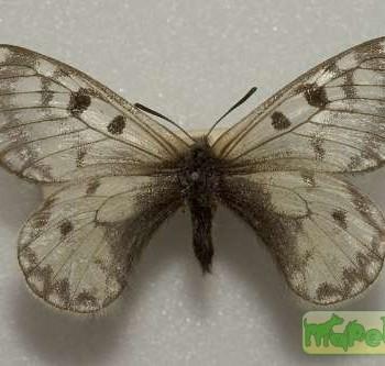 Parnassius boedromius