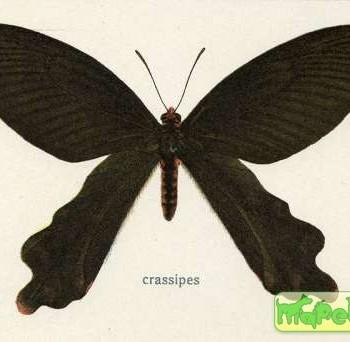 Atrophaneura crassipes