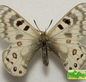 Parnassius maximinus