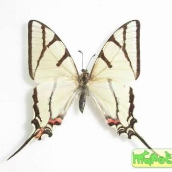 Eurytides bellerophon