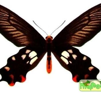 Atrophaneura rhodifer