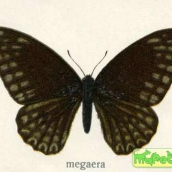 Graphium megaera