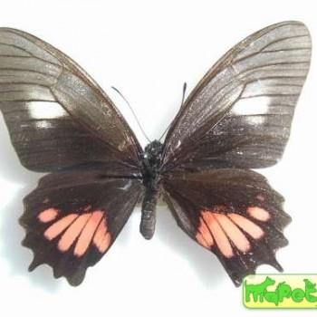Mimoides ariarathes