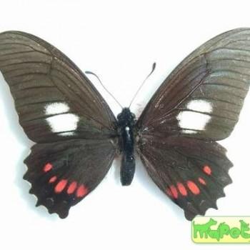 Mimoides xeniades