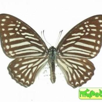 Graphium megarus