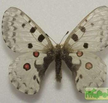 Parnassius nomion