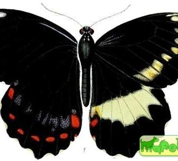 Papilio erskinei