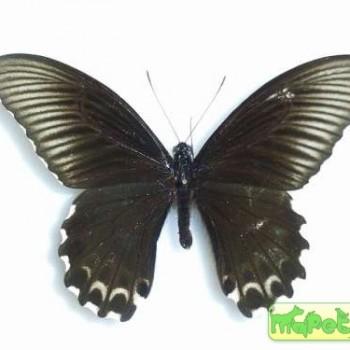 Papilio forbesi