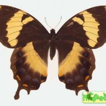 Papilio homerus