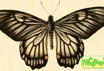 Papilio veiovis