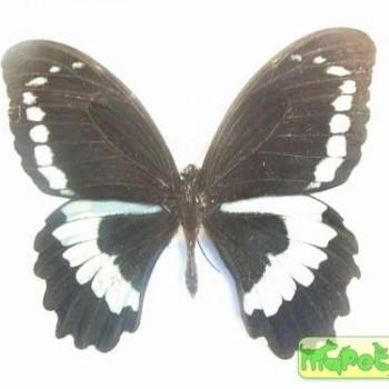 Papilio bridgei