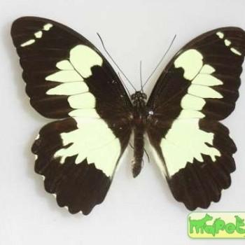 Papilio euchenor