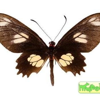 Parides chabrias