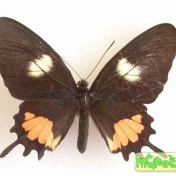 Parides tros