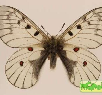 Parnassius bremeri