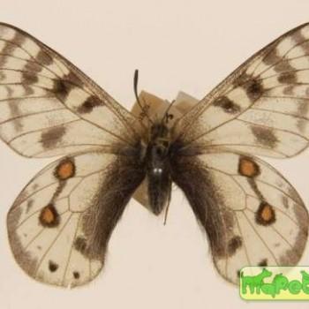 Parnassius staudingeri