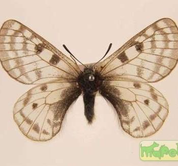 Parnassius simonius