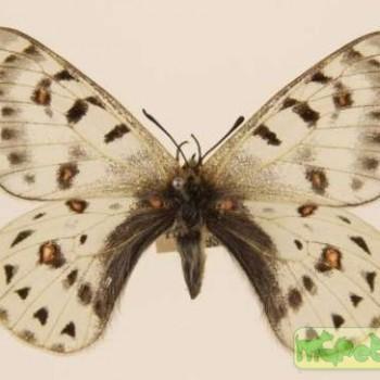 Parnassius tenedius