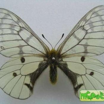 Parnassius felderi