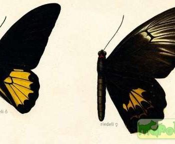 Troides riedeli