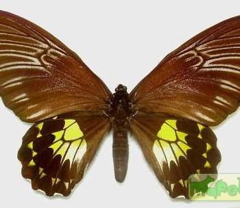 Troides vandepolli