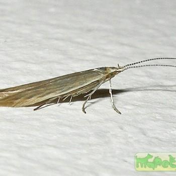 Coleophora alticolella