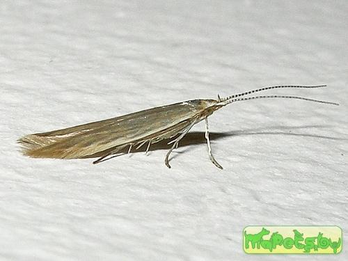 Coleophora alticolella