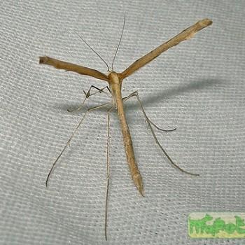agdistis bennetii