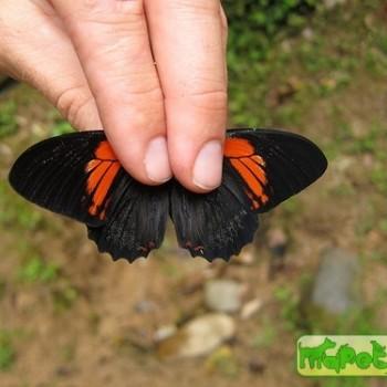 Papilio euterpinus