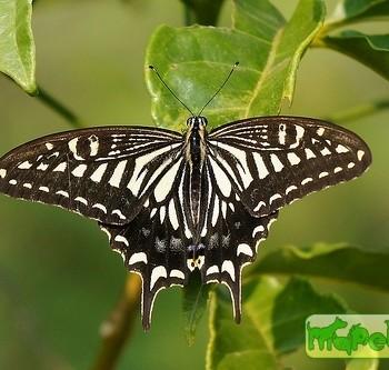 Papilio xuthus